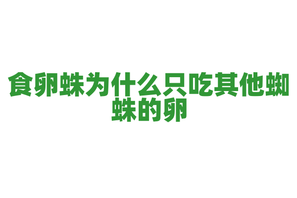 食卵蛛为什么只吃其他蜘蛛的卵，它的食物偏好和生存策略是什么？