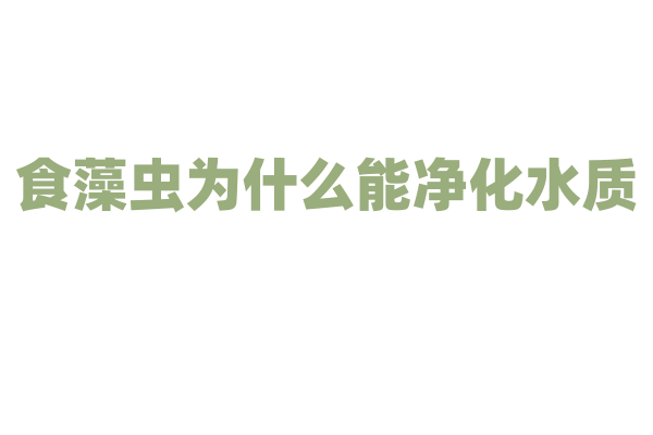 食藻虫为什么能净化水质，它的食性和生态功能有什么作用？