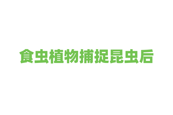 食虫植物捕捉昆虫后，如何消化吸收营养？