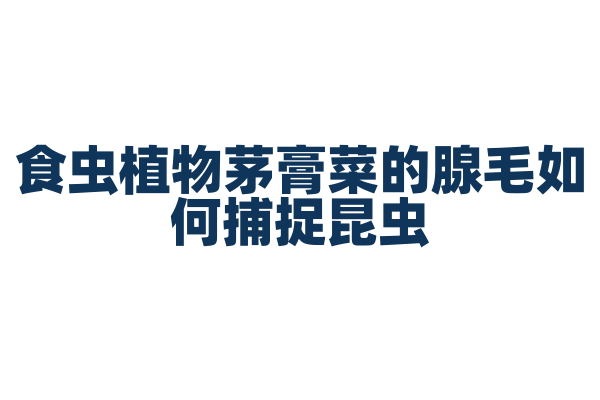 食虫植物茅膏菜的腺毛如何捕捉昆虫？