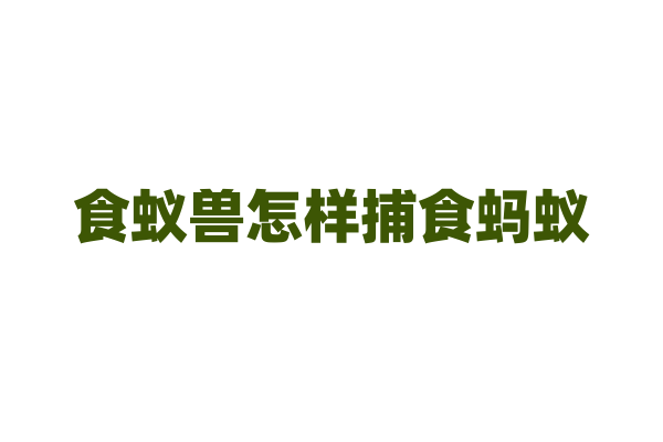 食蚁兽怎样捕食蚂蚁？