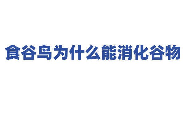 食谷鸟为什么能消化谷物，它的消化系统和砂囊有什么功能？