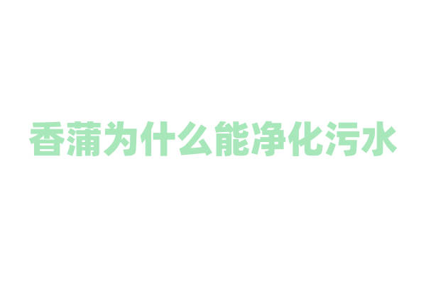 香蒲为什么能净化污水，它的净化原理和生态作用是什么？