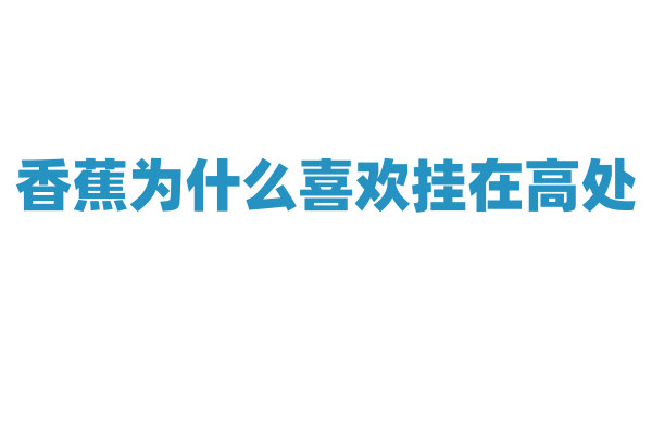 香蕉为什么喜欢挂在高处？