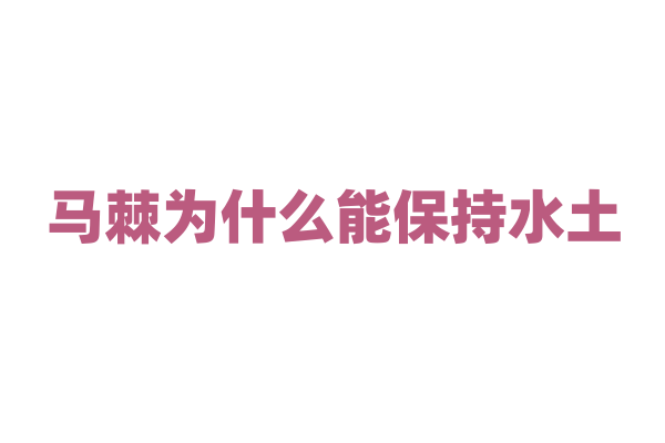 马棘为什么能保持水土，它的根系特征和生态修复能力如何？