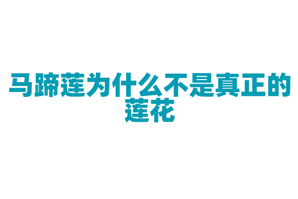 马蹄莲为什么不是真正的莲花，它与莲花有何区别？
