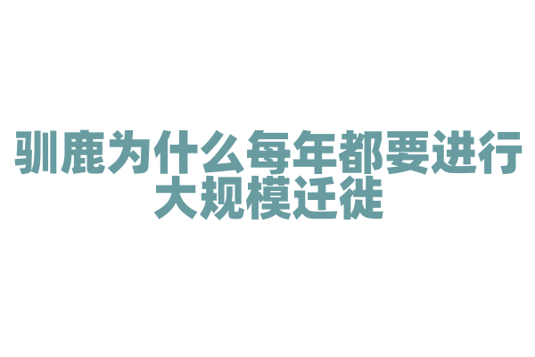 驯鹿为什么每年都要进行大规模迁徙，它们的迁徙路线有什么规律？
