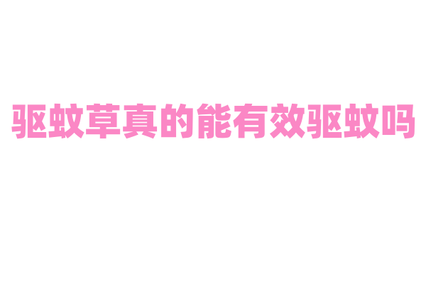 驱蚊草真的能有效驱蚊吗