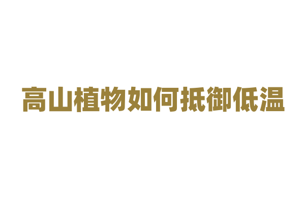 高山植物如何抵御低温、强风等恶劣环境？