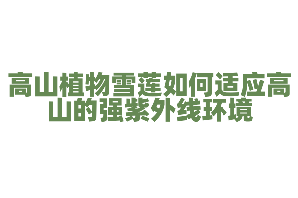 高山植物雪莲如何适应高山的强紫外线环境？