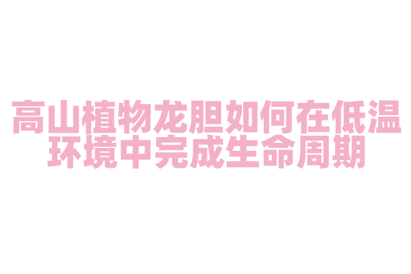 高山植物龙胆如何在低温环境中完成生命周期？