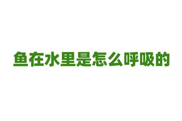 鱼在水里是怎么呼吸的？