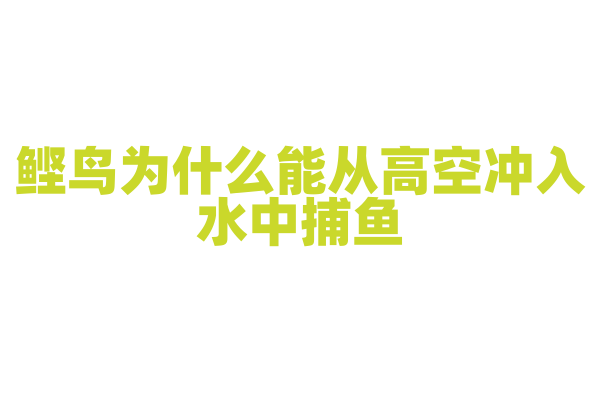 鲣鸟为什么能从高空冲入水中捕鱼，它的身体有哪些适应潜水的特征？