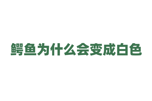鳄鱼为什么会变成白色？
