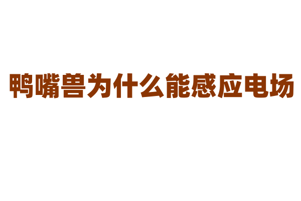 鸭嘴兽为什么能感应电场，它的感应器官和捕食方式有什么关联？