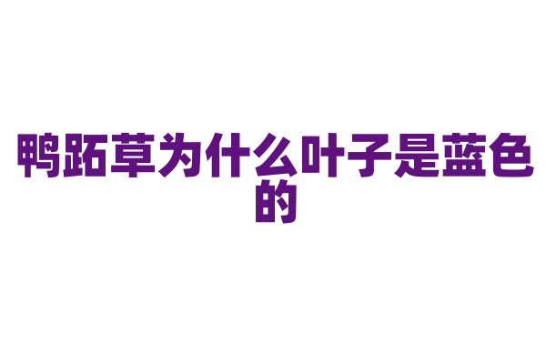 鸭跖草为什么叶子是蓝色的，它的色素合成和分布有什么独特之处？
