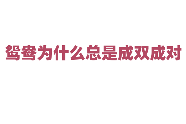 鸳鸯为什么总是成双成对，它们的配偶关系真的很忠贞吗？