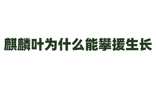 麒麟叶为什么能攀援生长，它的攀爬器官和生长方式有什么特点？