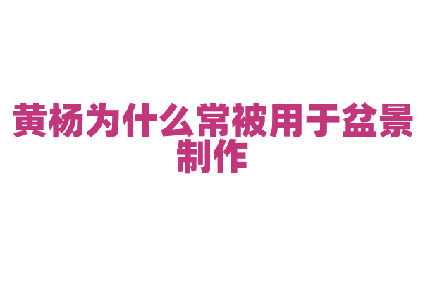 黄杨为什么常被用于盆景制作，它的生长特点和造型优势是什么？