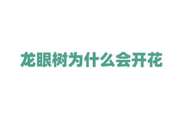 龙眼树为什么会开花？