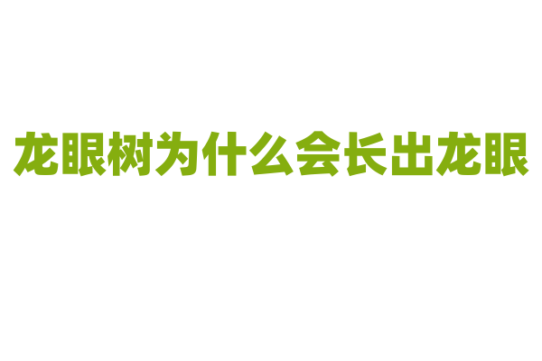 龙眼树为什么会长出龙眼？